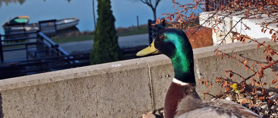 Kert - a T Wellness Hotel ajnlsval