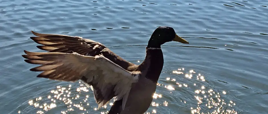 Bnki t - a T Wellness Hotel ajnlsval