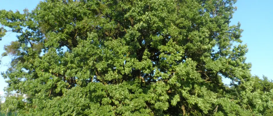 A 100 ves tlgyfnk.... - a Vadkert Major ajnlsval