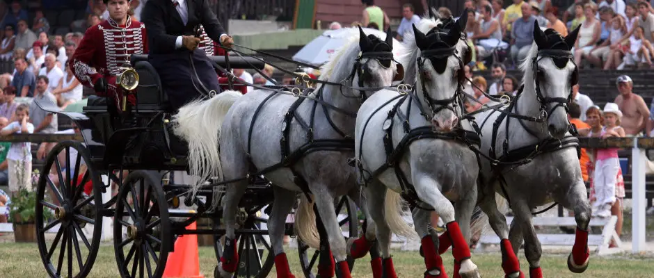 Lipicai mnes - Fogathajtverseny - a La Contessa ajnlsval