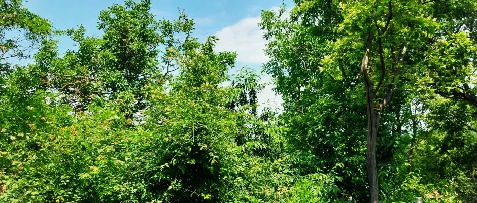 Hunor Vendghz Storaljajhely