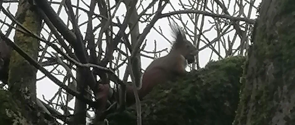 Kerka Vendghz Csesztreg