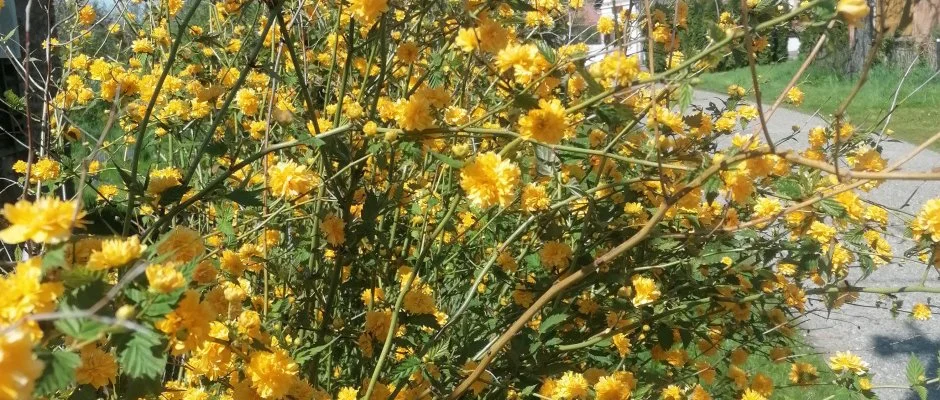 Kerka Vendghz Csesztreg