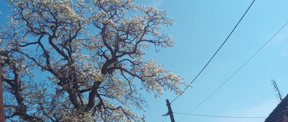 Kerka Vendghz Csesztreg