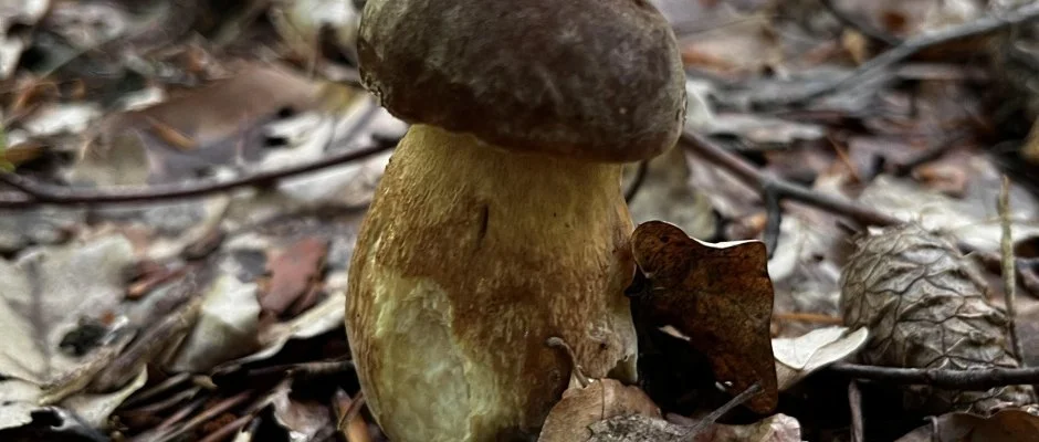 Kerka Vendghz Csesztreg