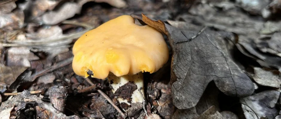 Kerka Vendghz Csesztreg