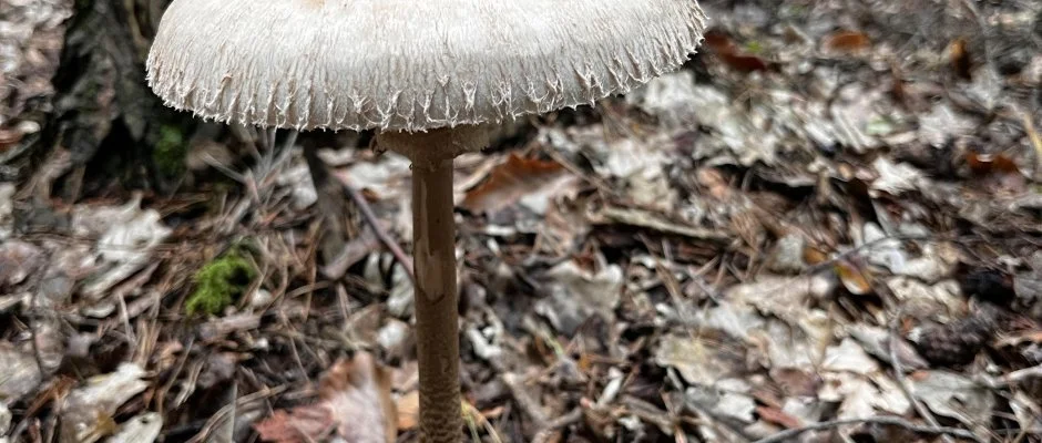 Kerka Vendghz Csesztreg