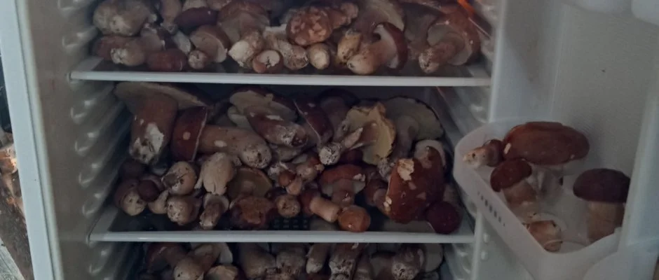 Kerka Vendghz Csesztreg