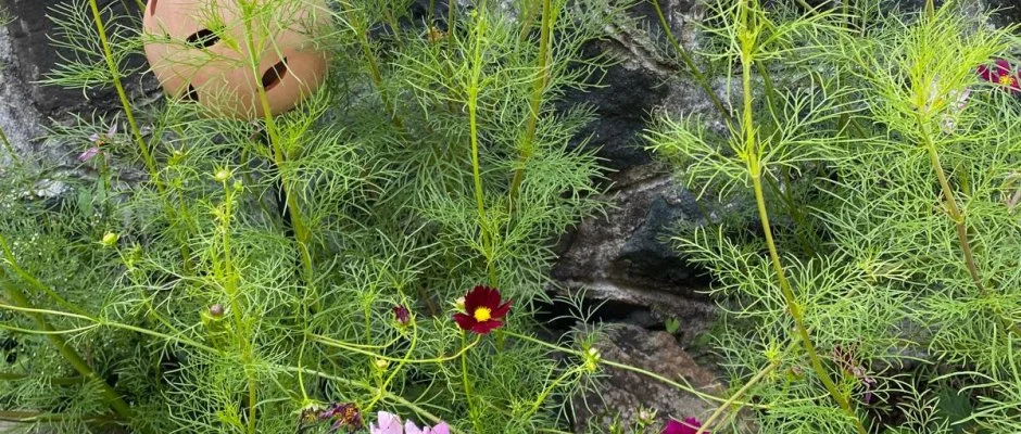 Kiskilenc Vendghz Szarvask