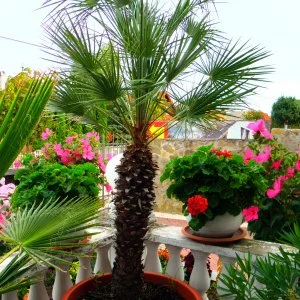  Hévíz - Augusztus 20. (min. 2 éj)