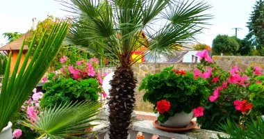 Augusztus 20. (min. 2 �j)