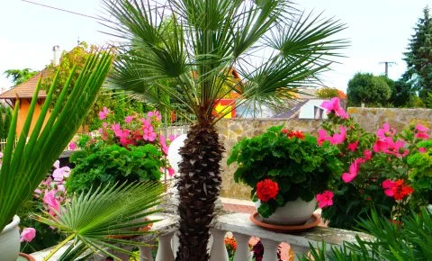 Kristály Apartman Hévíz - Augusztus 20.