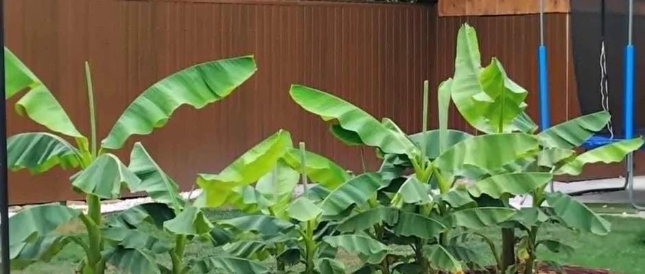 Lilla Apartmanhzak Szilvsvrad