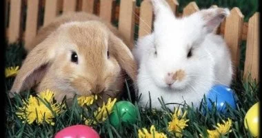 H�sv�t (min. 2 �j)