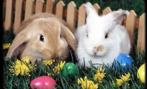 Lipicai Hotel Szilvásvárad - Húsvét