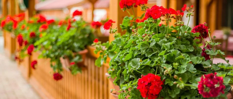 Lipicai Hotel Szilvsvrad