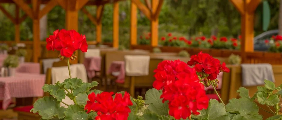 Lipicai Hotel Szilvsvrad