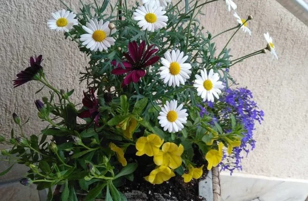 Margar�ta Panzi� S�rospatak