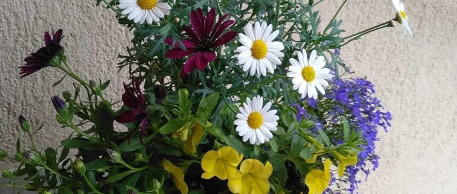 Margar�ta Panzi� S�rospatak