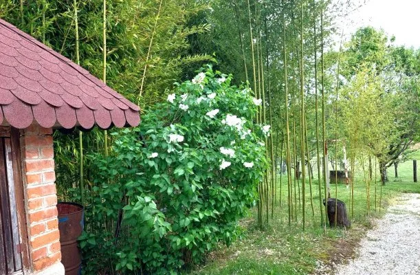 Meggymag Kuck� Nagyr�kos