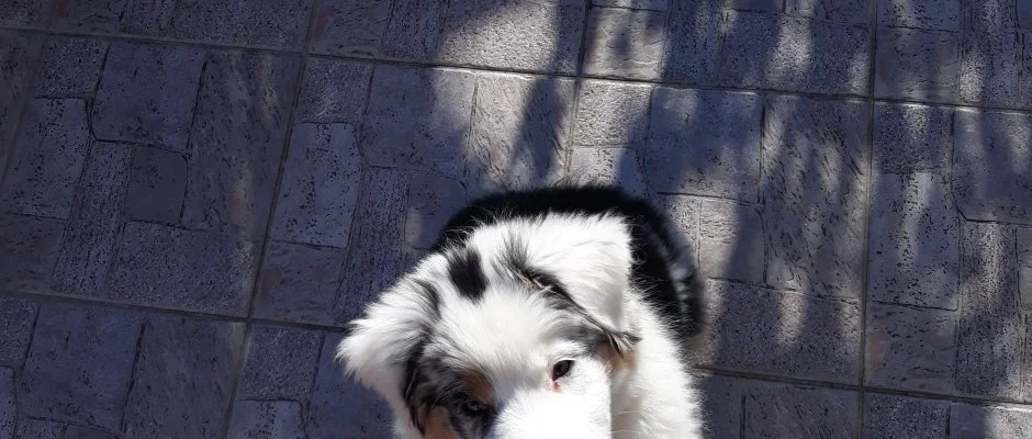 Napsugr Kenzy Lux Apartman Vendghzak Hajdszoboszl