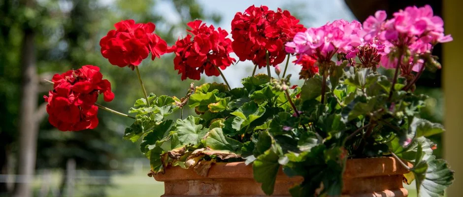 Nyerges Hotel Termál Monor