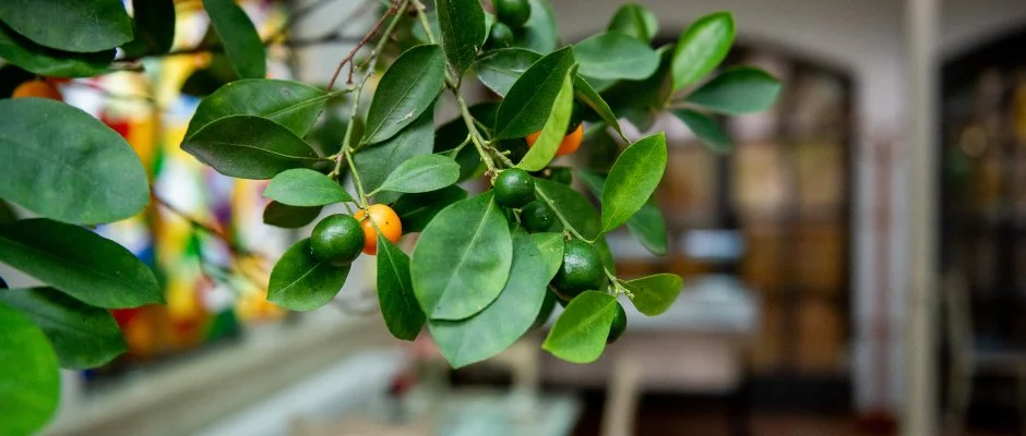 Nyerges Hotel Termál Monor