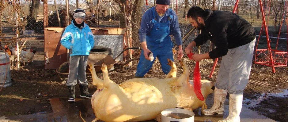 Nyugi Tanya Magyartés