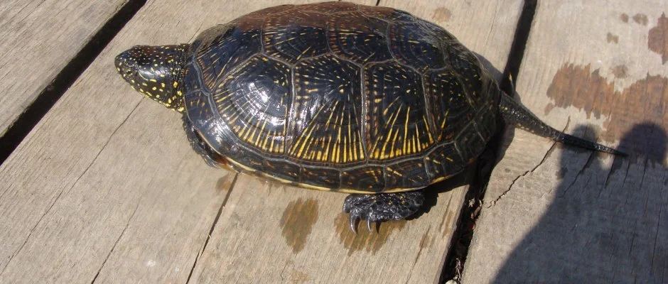 Nyugi Tanya Magyartés