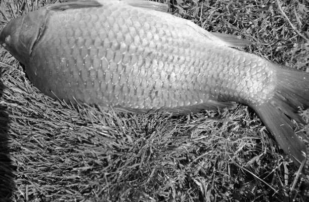 Nyugi Tanya Magyartés Nyugi Tanya Magyartés