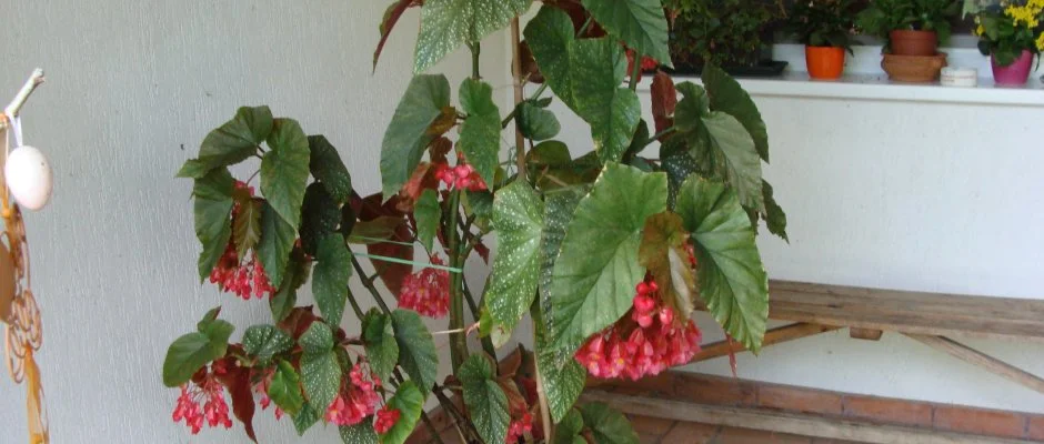 Nyugi Tanya Magyartés