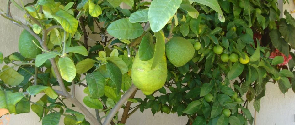 Nyugi Tanya Magyartés