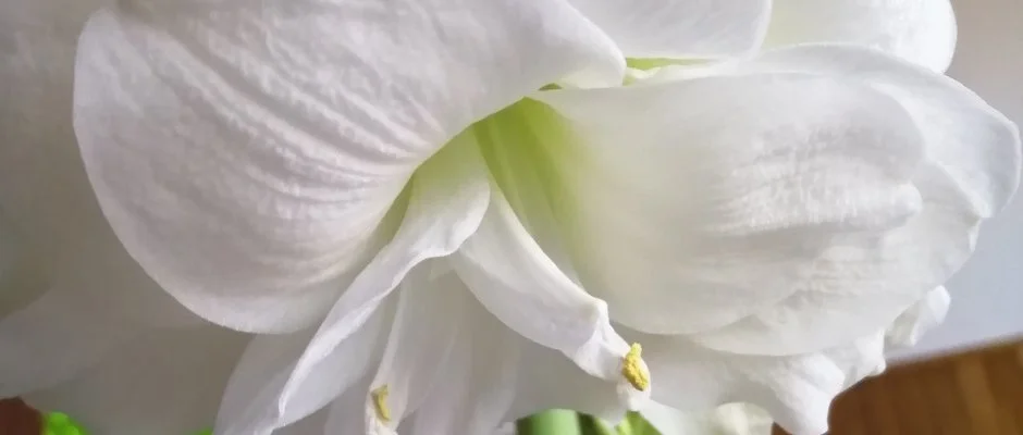 Nyugi Tanya Magyartés