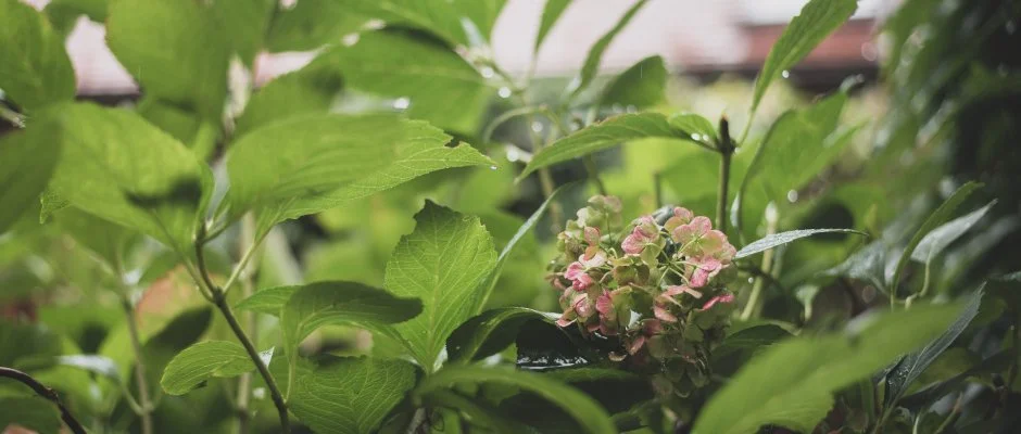 reg Prs Butikhotel Mr