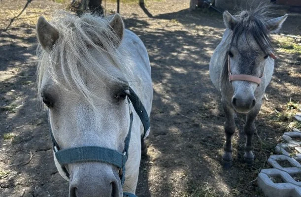 Pajkos P�ni �lm�nybirtok Vilyvit�ny