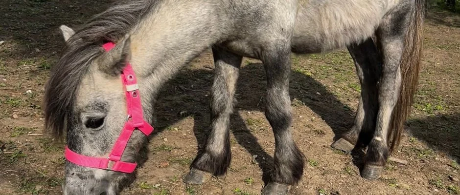 Pajkos P�ni �lm�nybirtok Vilyvit�ny