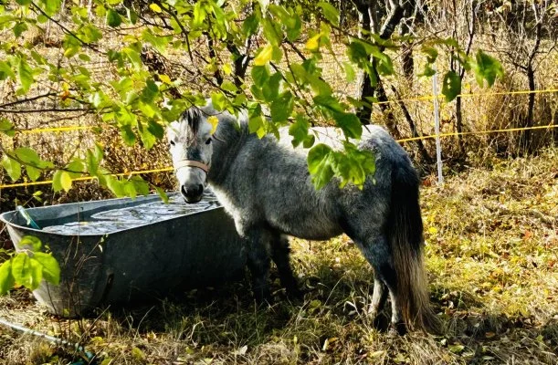 Pajkos Póni Élménybirtok Vilyvitány Pajkos Póni Élménybirtok Vilyvitány