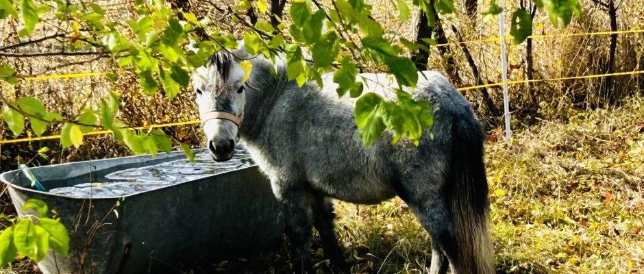 Pajkos P�ni �lm�nybirtok Vilyvit�ny