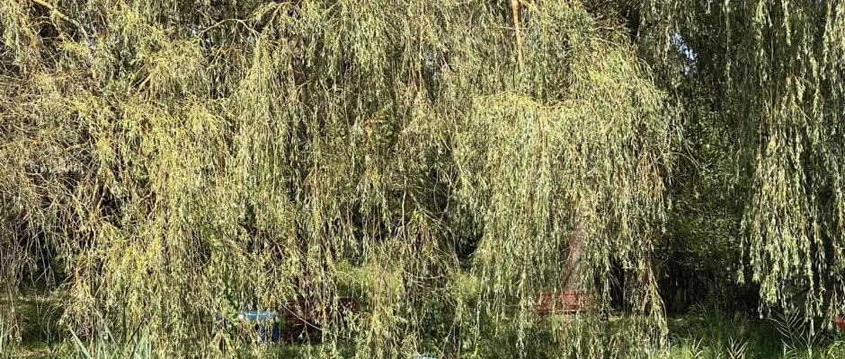 Palcliget Vendghz Ktbodony