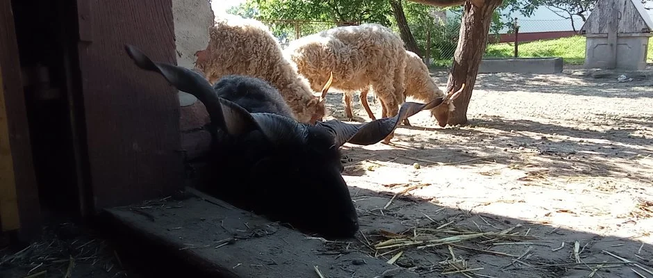 Pni Kuck Vendghz s Minifarm Hosszvlgy