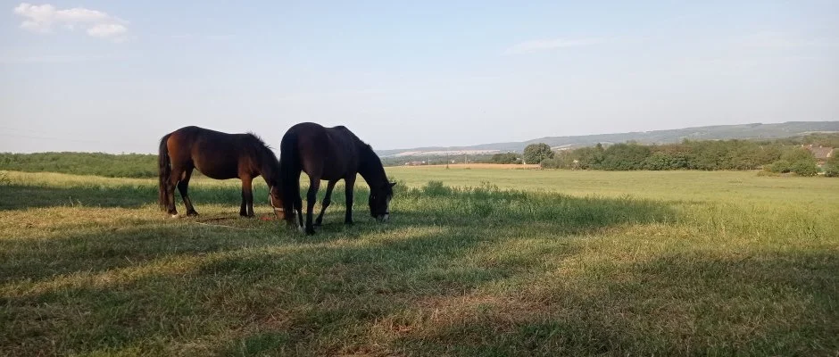 Pni Kuck Vendghz s Minifarm Hosszvlgy