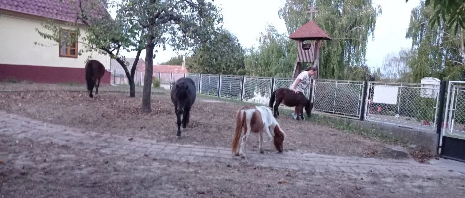 Pni Kuck Vendghz s Minifarm Hosszvlgy