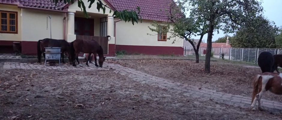 Pni Kuck Vendghz s Minifarm Hosszvlgy