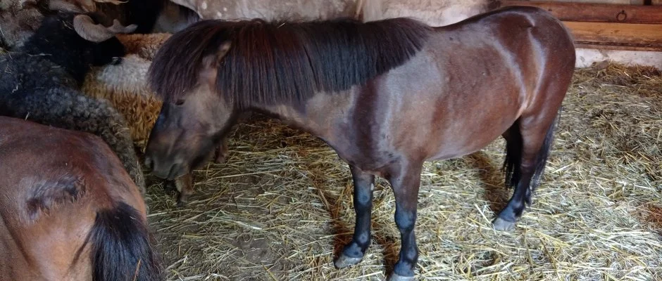 Pni Kuck Vendghz s Minifarm Hosszvlgy