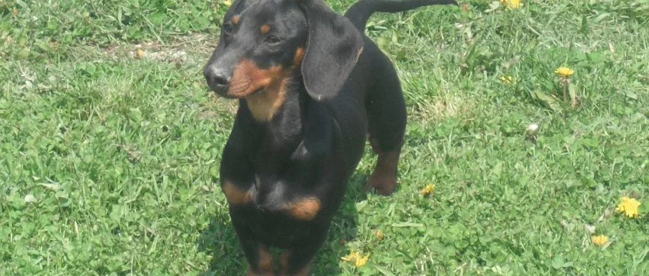 Sokor Fogad Sokorptka