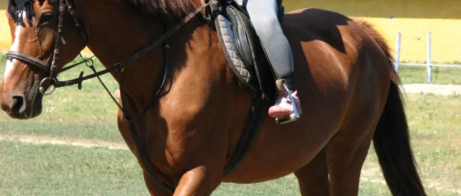 Sokor Fogad Sokorptka