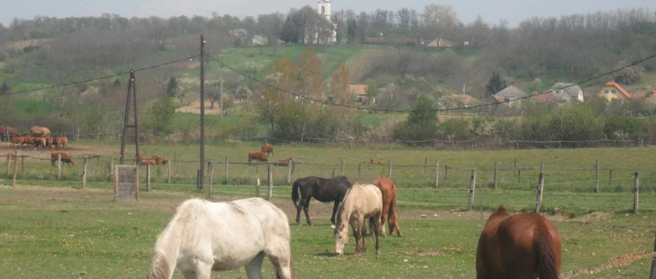 Sokor Fogad Sokorptka