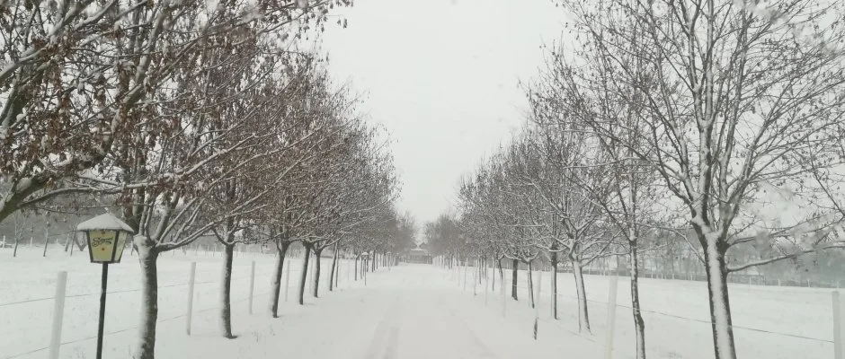 Sokor Fogad Sokorptka