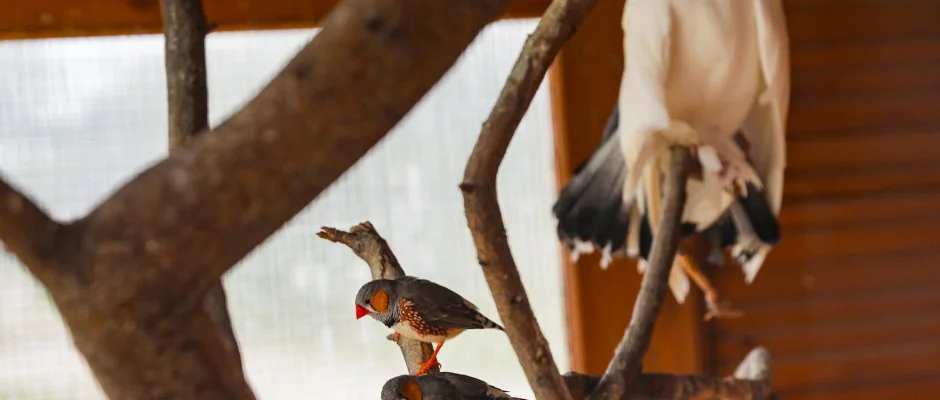 Sokor Fogad Sokorptka