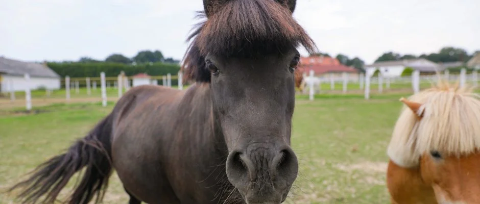 Sokor Fogad Sokorptka